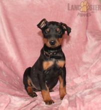 Doberman Pinscher Puppies For Sale