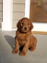 Goldendoodle Puppies For Sale