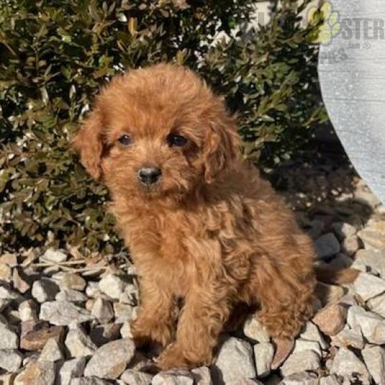 Cavapoo Puppies For Sale Image eClassifieds4u