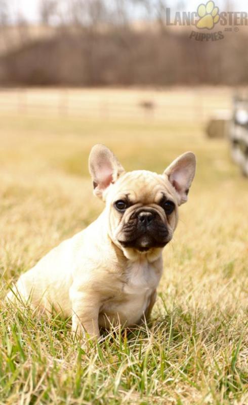 French Bulldog Puppies For Sale Image eClassifieds4u