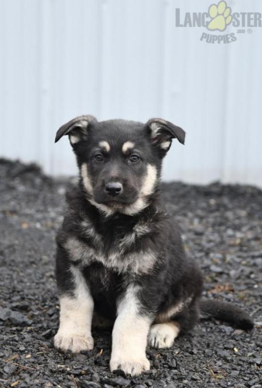 German Shepherd Puppies For Sale Image eClassifieds4u