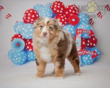 Australian Shepherd Puppies For Sale Image eClassifieds4U