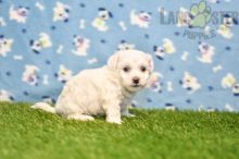 Bichon Frise Puppies For Sale Image eClassifieds4U