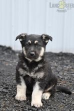 German Shepherd Puppies For Sale Image eClassifieds4U