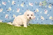 Bichon Frise Puppies For Sale