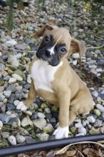 Boxer Puppies For Sale