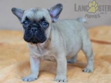 French Bulldog Puppies For Sale