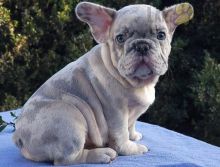 French Bulldog Puppies For Sale