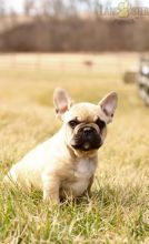 French Bulldog Puppies For Sale