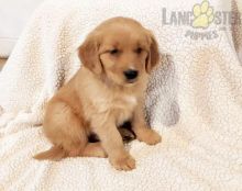 Golden Retriever Puppies For Sale