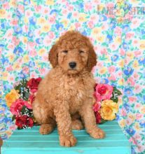Goldendoodle Puppies For Sale