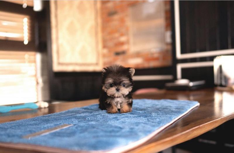 Amazing Morkie puppies for sale Image eClassifieds4u