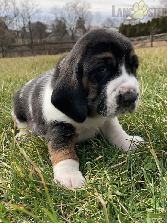 Basset Hound Puppies For Sale Image eClassifieds4u