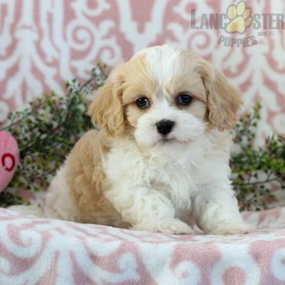 Cavachon Puppies For Sale Image eClassifieds4u