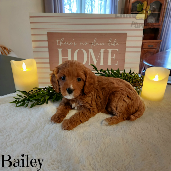 Cavapoo Puppies For Sale Image eClassifieds4u