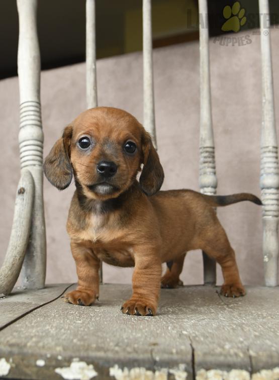 Dachshund Puppies For Sale Image eClassifieds4u