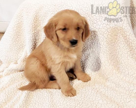 Golden Retriever Puppies For Sale Image eClassifieds4u