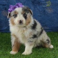 Australian Shepherd Puppies For Sale Image eClassifieds4U