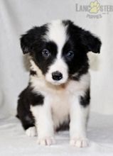 Border Collie Puppies For Sale Image eClassifieds4U