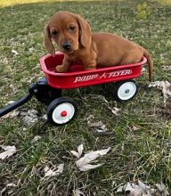 Dachshund Puppies For Sale Image eClassifieds4U