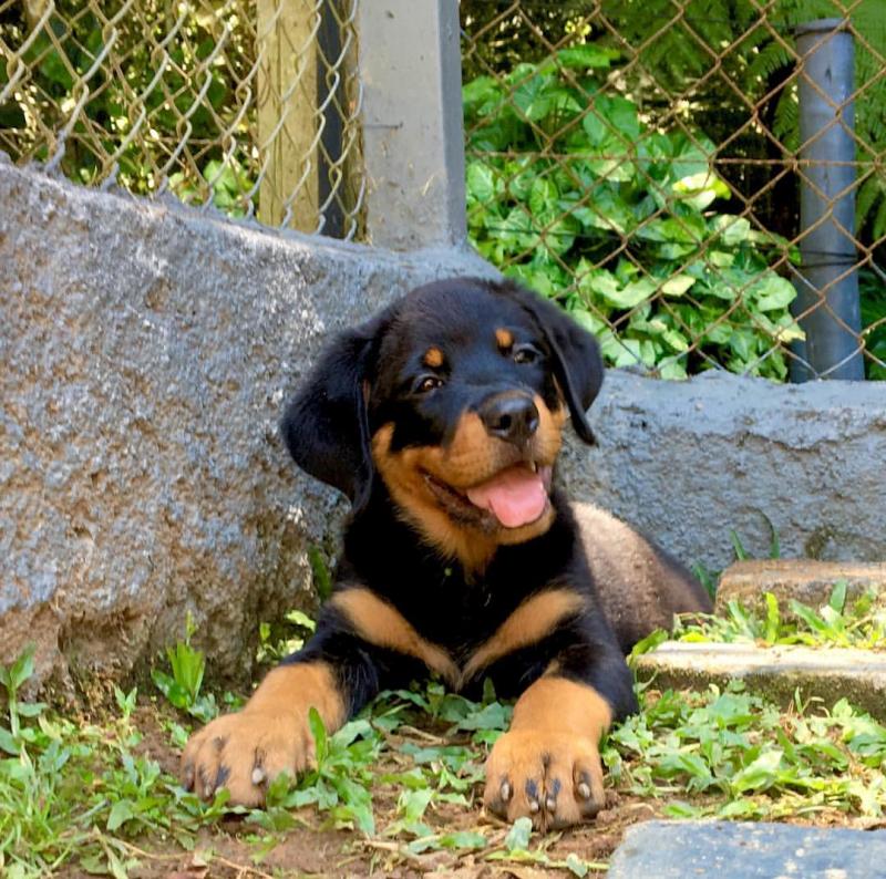 Ckc Rottwieler Puppies. Text at : 289-216-4308 Image eClassifieds4u