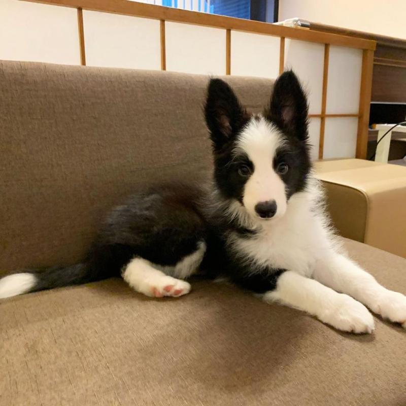 Dramatic Ckc Border Collie Puppies. Text at : 289-216-4308 Image eClassifieds4u