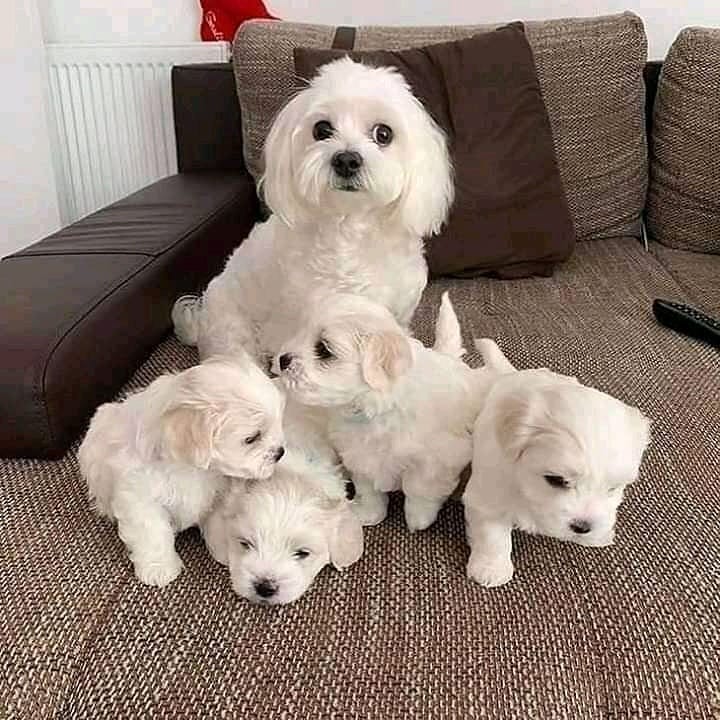 litter of Maltese s, all self whelped. 4 girls 2 boys Brook St Kent(patrickmcmillian07@gmail.com) Image eClassifieds4u