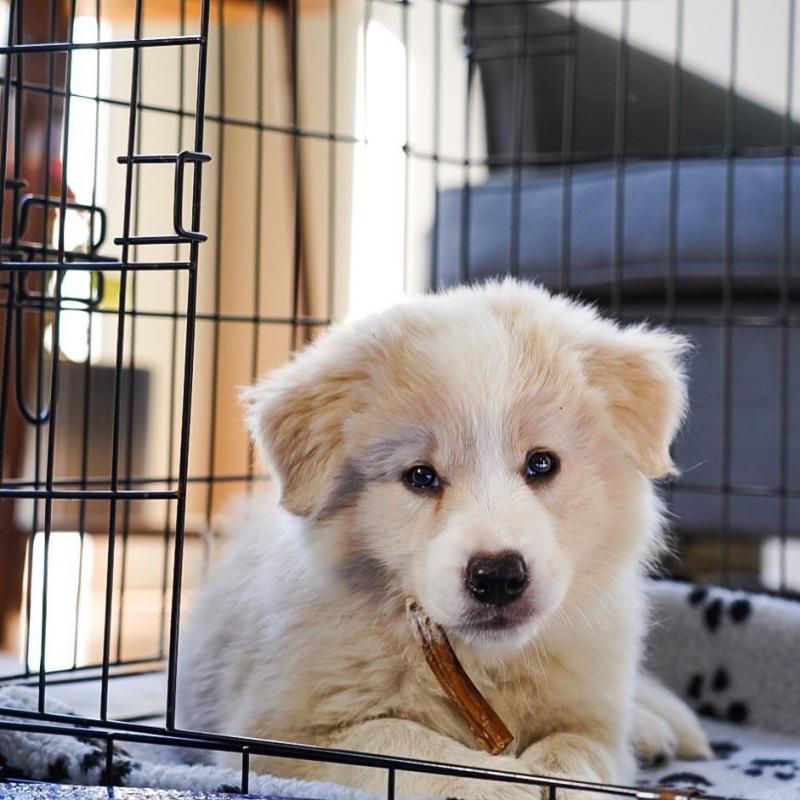 Smart Border Collie Puppies. Text at : 289-216-4308 Image eClassifieds4u