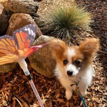 Ckc Papillon Puppies. Text at : 289-216-4308