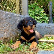 Ckc Rottwieler Puppies. Text at : 289-216-4308