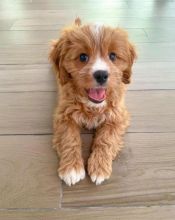 Fabulous Ckc Cavapoo Puppies. Text at : 289-216-4308