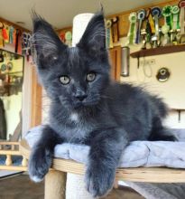 Fantastic Maine Coon kittens. Text at : 289-216-4308