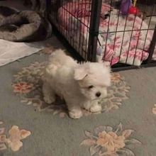 female Maltese Puppies raised in our home for Sale Reserve St Halibur(patrickmcmillian07@gmail.com
