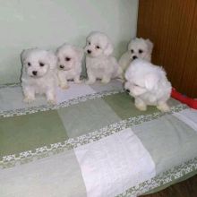 litter of Maltese s, all self whelped. 4 girls 2 boys Brook St Kent(patrickmcmillian07@gmail.com)