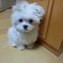 male and Female Maltese Puppies available Avenue Nanisivik, NU (patrickmcmillian07@gmail.com )