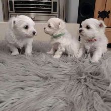 Maltese Puppies Current on shots avenue de Port-Royal Bonaventure, (patrickmcmillian07@gmail.com )