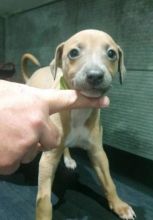 Adorable Italian Greyhound Puppies Available