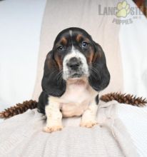 Basset Hound Puppies For Sale