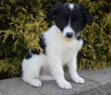 Border Collie Puppies For Sale