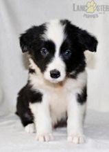 Border Collie Puppies For Sale