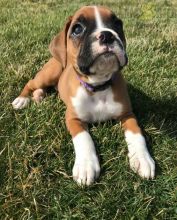 Boxer Puppies For Sale