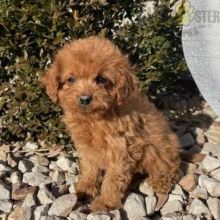 Cavapoo Puppies For Sale