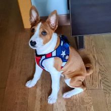 Ckc Basenji Puppies. Text at : 289-216-4308