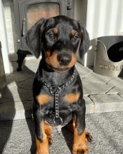 Ckc Doberman Puppies. Text at : 289-216-4308