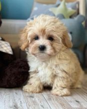 Ckc Maltipoo Puppies Ready. Text at : 289-216-4308