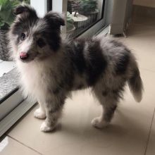 Ckc Sheltie Puppies. Text at : 289-216-4308