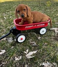 Dachshund Puppies For Sale