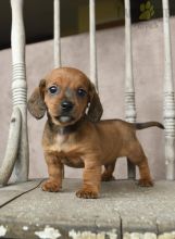 Dachshund Puppies For Sale