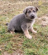 German Shepherd Puppies For Sale