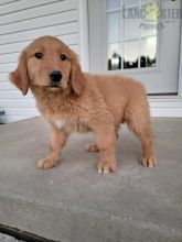 Golden Retriever Puppies For Sale